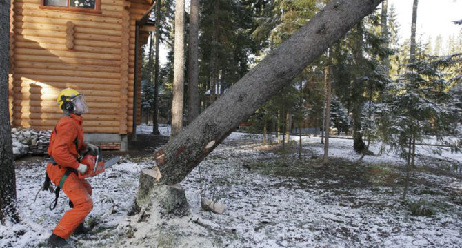 Валка деревьев с ног